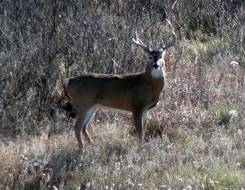 Photo of a Deer